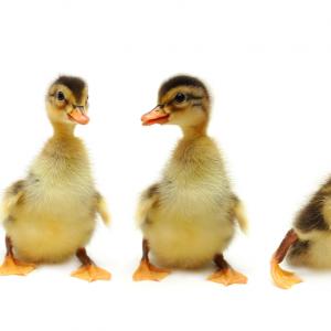 Направете път на умните патета