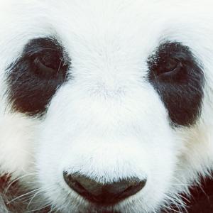Заснеха рядък вид панда албинос в Китай