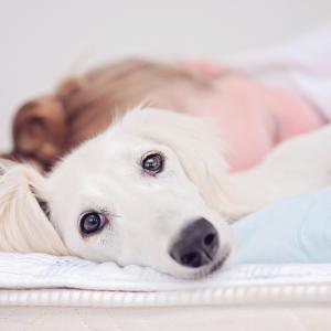 Трябва ли да оставяте кучето да спи в леглото ви?
