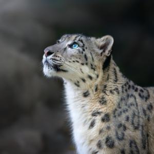 Житейски уроци от големите котки