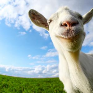 15 снимки, които доказват, че козите са най-забавните животни
