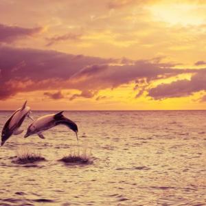 Защо делфините са толкова умни?