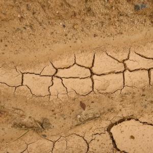 Доклад на WWF показва, че засушаванията засягат 55 млн. души годишно