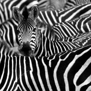 Австриец спечели дългогодишна съдебна битка да си смени фамилията на „Зебра“