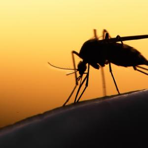Генното инженерство и заболяванията: В битка с маларията