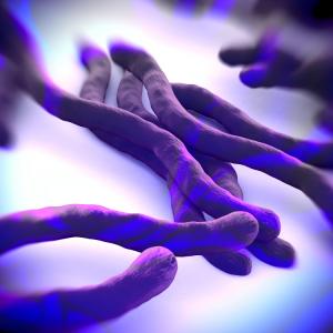 Бактерии във вътрешностите причиняват лезии в мозъка