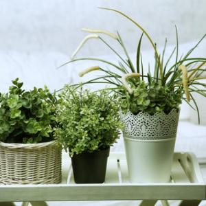 10 полезни растения, които ще направят въздуха чист и свеж