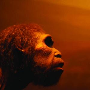 Предците на хората са ходили на два крака преди 3.6 милиона години