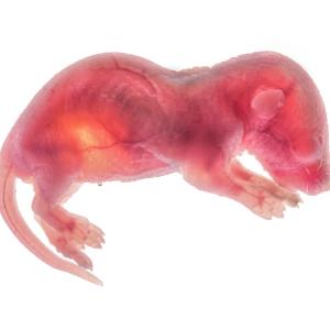 Учени създадоха живи мишки, без да използват оплодени яйцеклетки