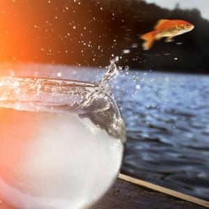 Отмъщението на златната рибка