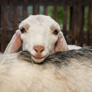 Козите харесват усмихнати хора