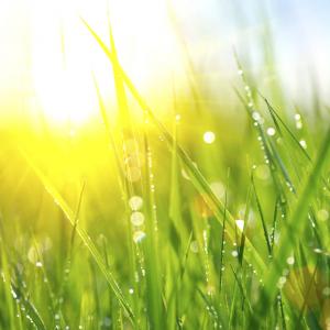 Притча за тревата