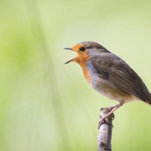 Защо Северна Корея се превърна в рай, но не за хората, а за птиците?