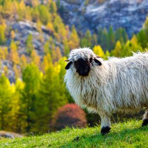 Тези черноноси овце са наистина невероятно готини