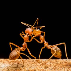 Епични макрофотографии показват  войните между мравките