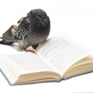 Гълъбите могат да се научат да четат