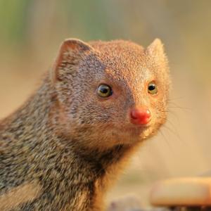 Видео: Битка между мангуста и кобра