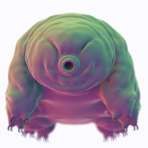 Бавноходката – безсмъртното мъниче