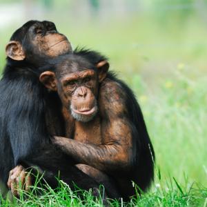 Когато гледат филми заедно, шимпанзетата се разнежват 