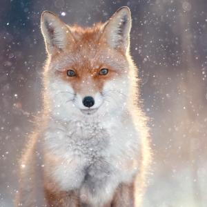 Тези 20 снимки ще ви накарат да се влюбите в лисиците