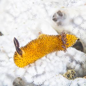 Запознайте се с този очарователен морски охлюв, който прилича на заек