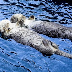 Видео: Не будете видрата, докато спи