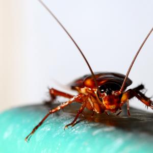 Защо хлебарките въобще съществуват?