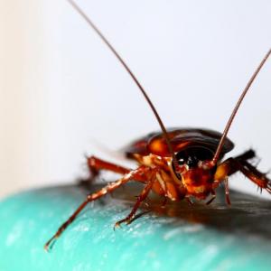 Учени: Хлебарките стават 