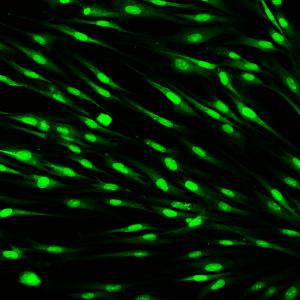 Светещ зелен сок може да промени начина, по който изследваме вътрешностите си