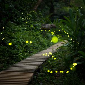 Светулки помагат за направата на по-качествени крушки