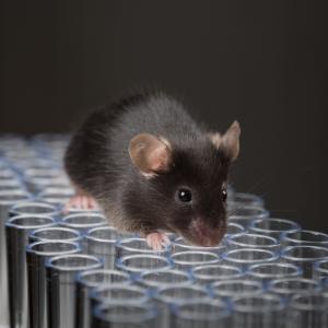 Учени клонираха мишка от една-единствена капчица кръв