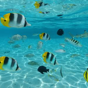 Най-интересните факти за рибите