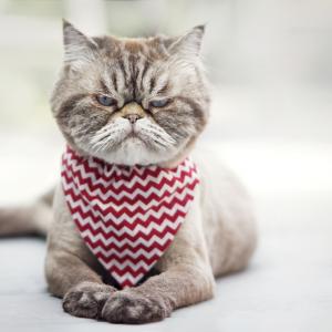 Котките правят множество лицеви изражения, хората просто не могат да ги разчитат