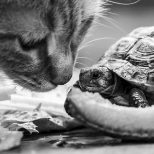 Епичната битка между коте и костенурка