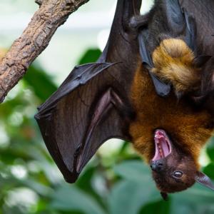 Тези бразилски прилепи-вампири са започнали да пият човешка кръв за първи път 