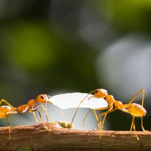 Видео: Как се създава колония от мравки?
