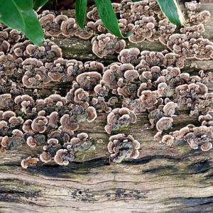 Смърт за бактериите: мухъл от токсична мина дава нов безмилостен антибиотик