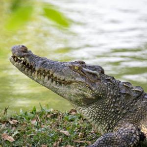 Крокодилите издържат една година без храна