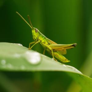 По-дребните скакалци печелят повече дами