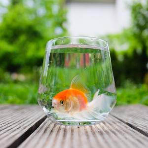 Златните рибки имат уникално зрение