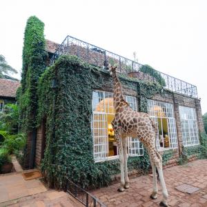 Хотел в Найроби ви позволява да споделите закуската си с жирафи