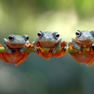 Омагьосаният свят на жабите, представен в 15 красиви макрофотографии
