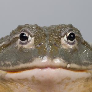 Дяволската жаба е могла да изяде дори динозавърче