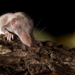 Това е най-дребният бозайник в света