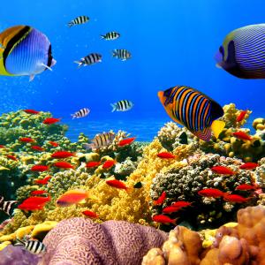 Кораловите рифове процъфтяват благодарение на рибешка урина?