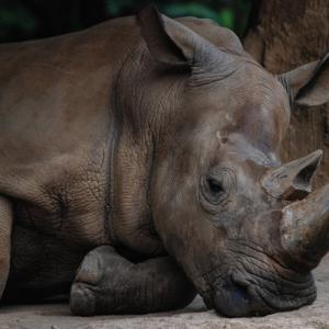 Последният суматрански носорог в Малайзия почина