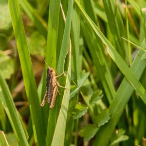 Притча за това, което чуваме