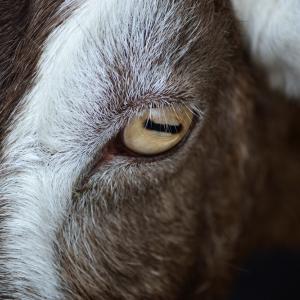 Козите имат правоъгълни зеници