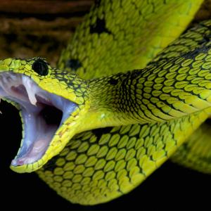 Защо змиите и паяците ни плашат толкова?
