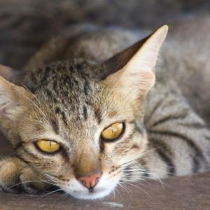 Фотограф документира многото лица на бездомните котки в Токио